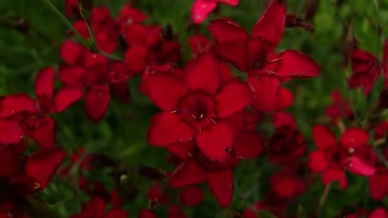 Flowers in Norway during summertime (hd - 1080p) 
