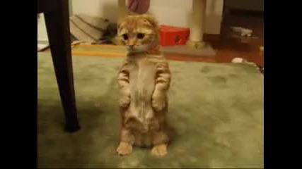 Awsome Cat