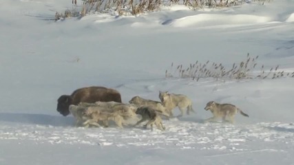 Глутница вълци на лов.