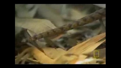 King Cobra Preying On A Rat Snake..avi