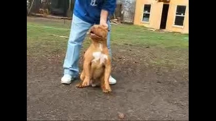 Major league Pit Bulls 