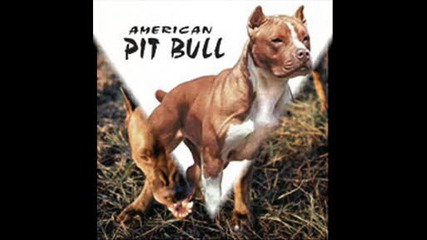 sbull 01.wmv(s)