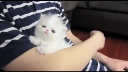 Много сладко бебе коте