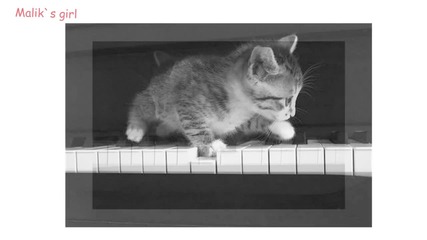 ••kittens••
