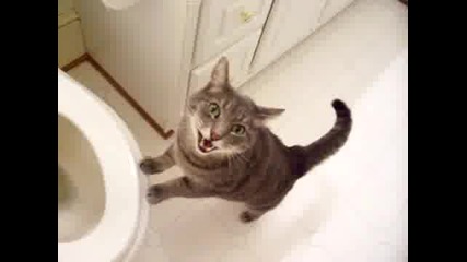 котка харесва да гледа тоалетните вълни