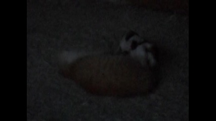 My cat:play
