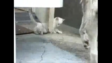 Куче и Котка