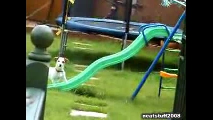 Куче се опитва да изкачи пързалка 