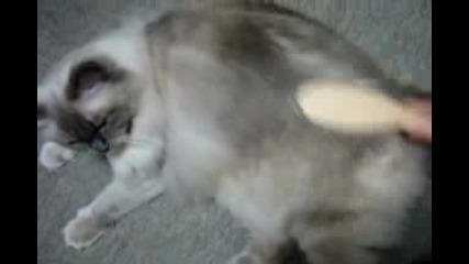 Пухкава Котка