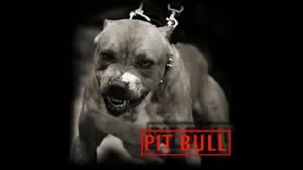 Pitbull