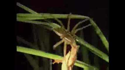 National Geographic  - Fishing Spider Eats Frog