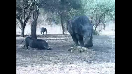 Носорог атакува