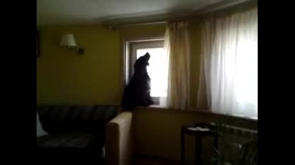 The Singing Dog Rusty 2