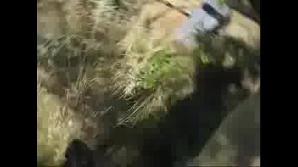 zmii