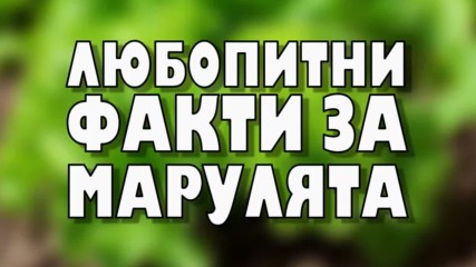 Любопитни факти за марулята