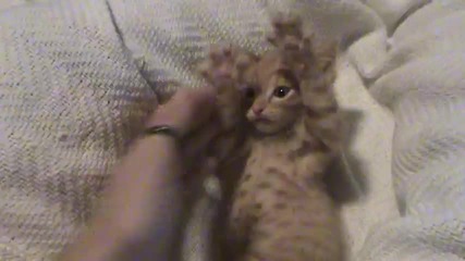 Много сладко котенце