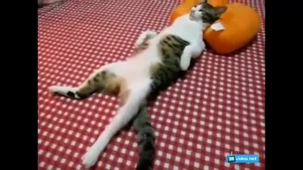 Котка В Релакс