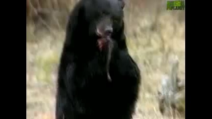 Animal Face - Off Alligator vs. Black Bear 