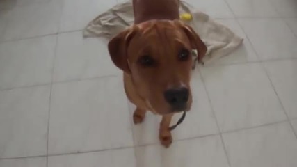 Dog terrified of low-fat lamb jerky