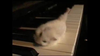 The Legend of Hamster on a piano eating popcorn! 