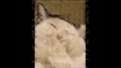 Sweet Cats