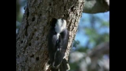 Love Birds - Video.