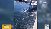 Делфини на яхтеното пристанище в Созопол
