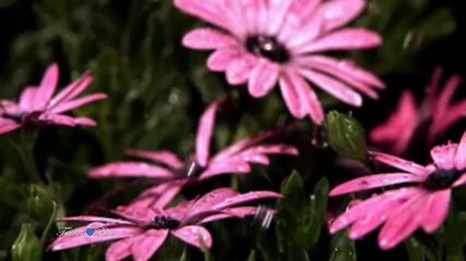 Yanni - The Rain Must Fall