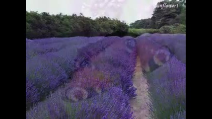 Lavender Dream - Joshua Bell violin music 