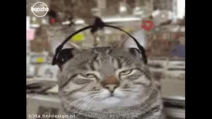 Как котките слушат музика... смях!!