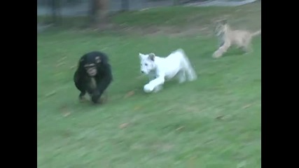 Anjana and Cub