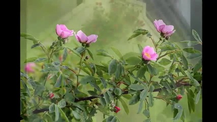 Nana Mouskouri The Rose