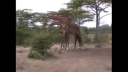 Бой между два жирафа - или удри си врато да те не удрим свато 