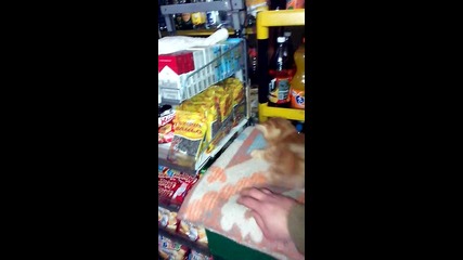 как си играе едно котенце