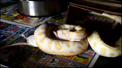 Albino Burmese Python Feeding 