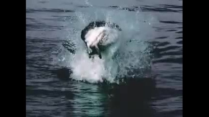 The King of Ocean ( Great White Shark ) 