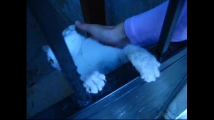 Много луда котка :д 