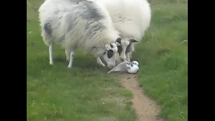 Овци се опитват да помогнат на птица