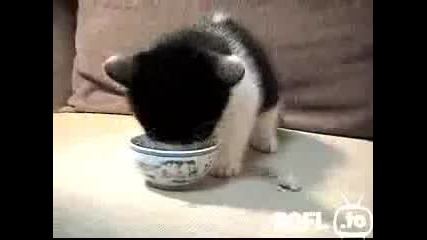Много сладка и гладна котка 