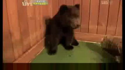 Уплашеното мече :))смях