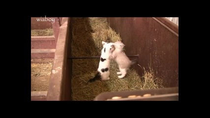 Котешка Борба