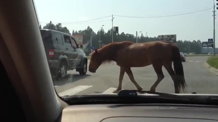 Кон пресича на пешеходна пътека!