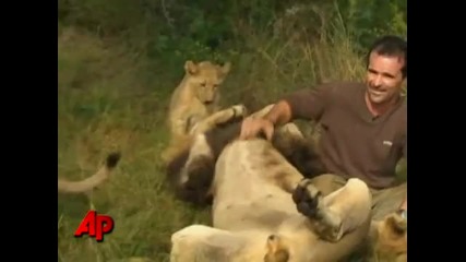 Youtube - African Lions Accept Man As One of Their Own 