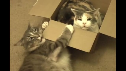 Женска котка и нейния брат
