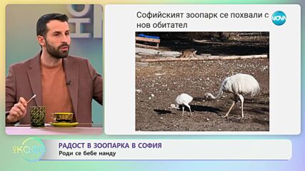 Радост в зоопарка в София: Роди се бебе нанду - „На кафе“ (19.11.2024)