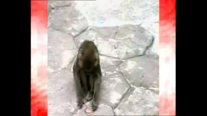 Маймуна се стряска от отражението си