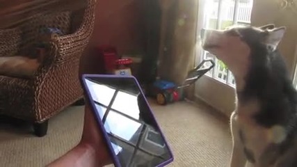 Хъски пее много добре с ipad