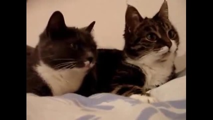 Две говорещи котки