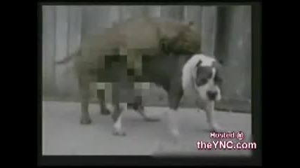 Funny Dog Commercial 