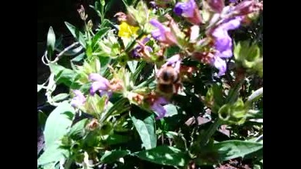 Земна пчела